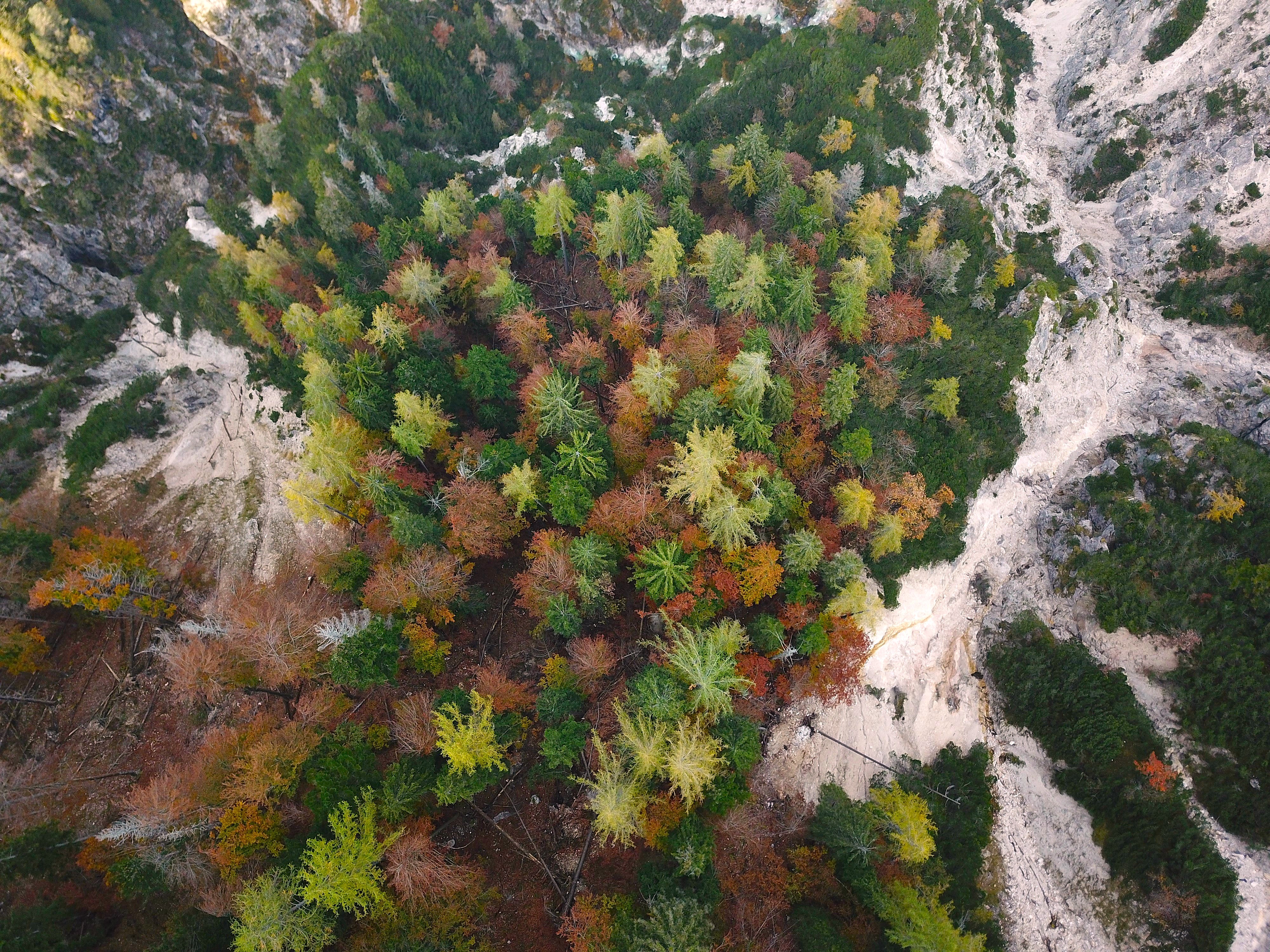 gozd / forest